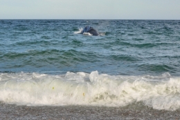 baleines franches valdes_01.JPG