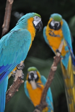 animaux iguazu_31.JPG