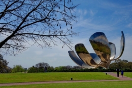 floralis generica 03.JPG