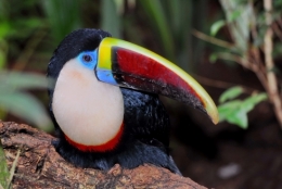 animaux iguazu_20.jpg