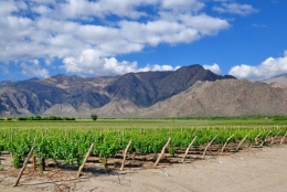 Cafayate_11.JPG
