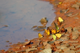 animaux iguazu_11.JPG