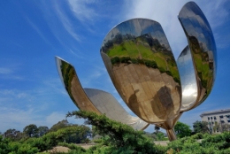 floralis generica 02.JPG