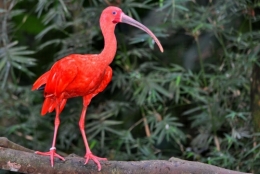 animaux iguazu_32.JPG