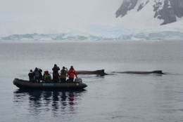 Baie Paradis Base argentine Brown _06.JPG