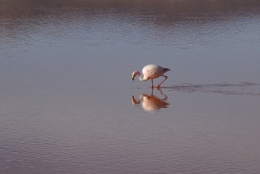laguna colorada 07.jpg
