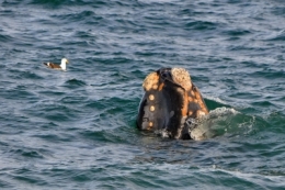 baleines franches valdes_05.jpg