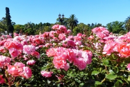 rosedal_06.jpg