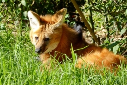 zoo buenos aires_17.JPG