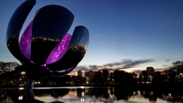 floralis generica 08.jpg