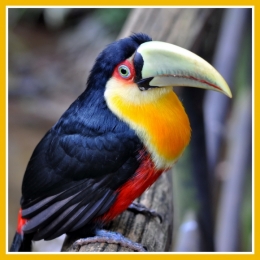 Toucan 2.jpg