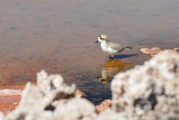 Salar d'atacama 11.jpg