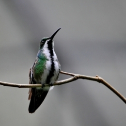 animaux iguazu_22.JPG