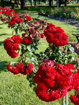 rosedal_14.JPG