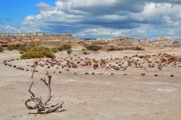 09) ischigualasto 14.jpg