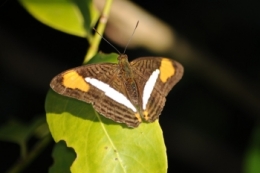 animaux iguazu_14.JPG