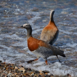bariloche 16.JPG