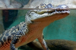 zoo buenos aires_27.JPG