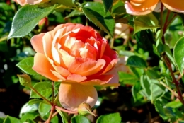 rosedal_05a.JPG