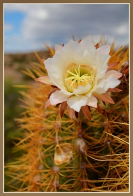 09) ischigualasto 16.jpg