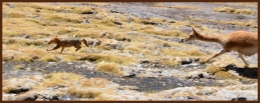 Laguna brava 21bb.jpg