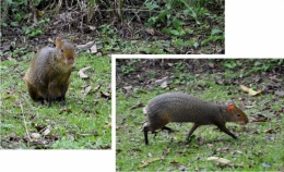 animaux iguazu_10.jpg