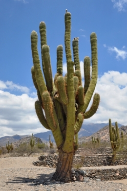 quilmes ruines 04.JPG