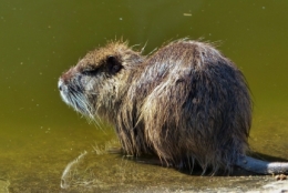 zoo buenos aires_15.JPG