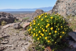 el calafate_03.JPG