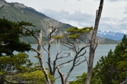 parc national de la Terre de Feu 14.JPG