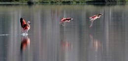 patagonie
