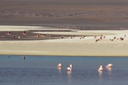 laguna colorada 15.jpg