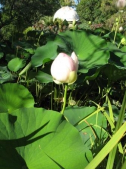 Lotus au Jardin des plantes