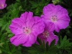 F-Geranium_sanguineum.jpg