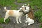 ChienChat.jpg