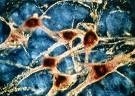 neurones.jpg