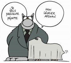 LevrierAfghan.jpg