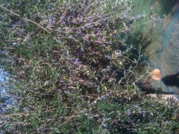 huile,olive,sant'armettu,corse,propriano
