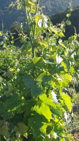 20130613_074830.jpg