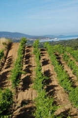 sant_armettu_corse_vin2.JPG