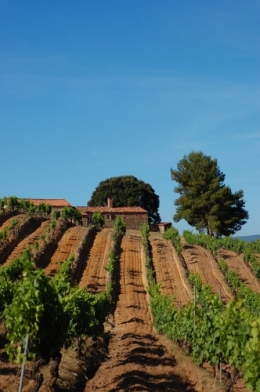 sant_armettu_corse_vin1.JPG