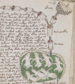 L’indéchiffrable manuscrit de Voynich