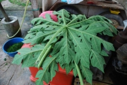 leucocytozoon,mosquito borne diseases,spleen,leucocytozoonosis,nature farming,natural cures,herbal cures for poultry diseases,papaya leaf cure for mosquitoes,patawali,hempedu bumi,tinospora rumphii,tinospora crispa,andrographis  paniculata