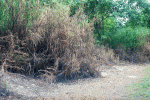 heatwaveroadside2.gif