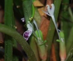 black kunyit close up of flower1 Web.JPG
