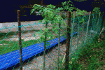 living fence.gif