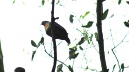 little green pigeon,treron olax