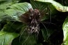 tacca_chantrieri Web Size.jpg