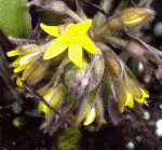 lemba flower2.gif