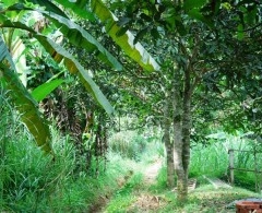 kuini trees in a row Web.JPG